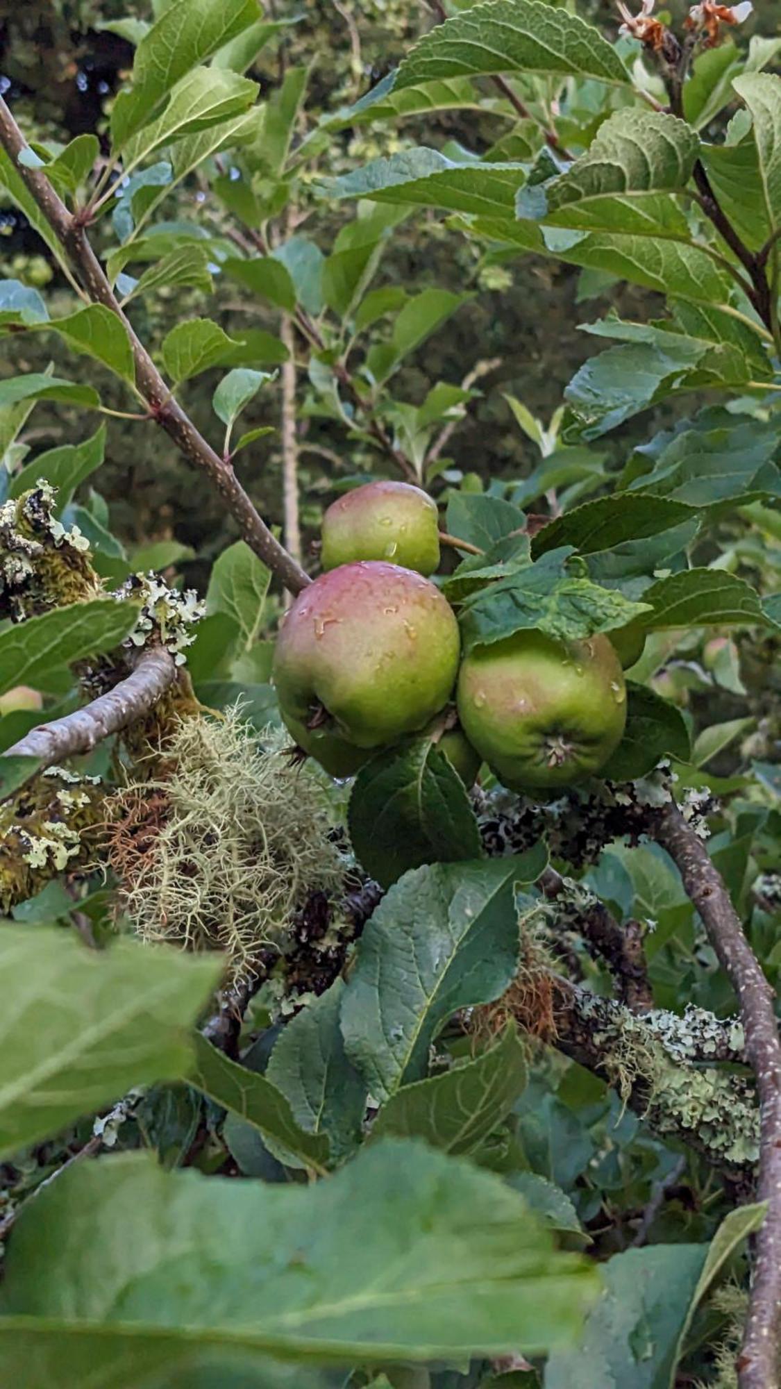 The Applehay
